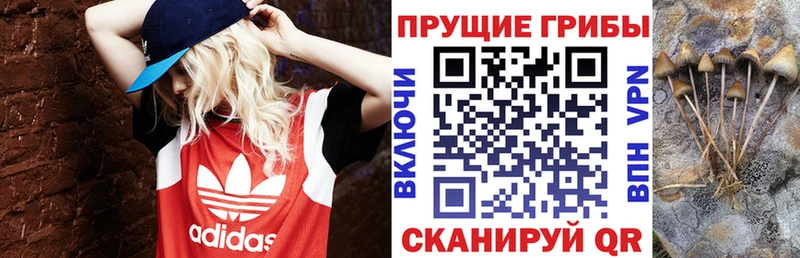 Псилоцибиновые грибы мицелий  Анжеро-Судженск 