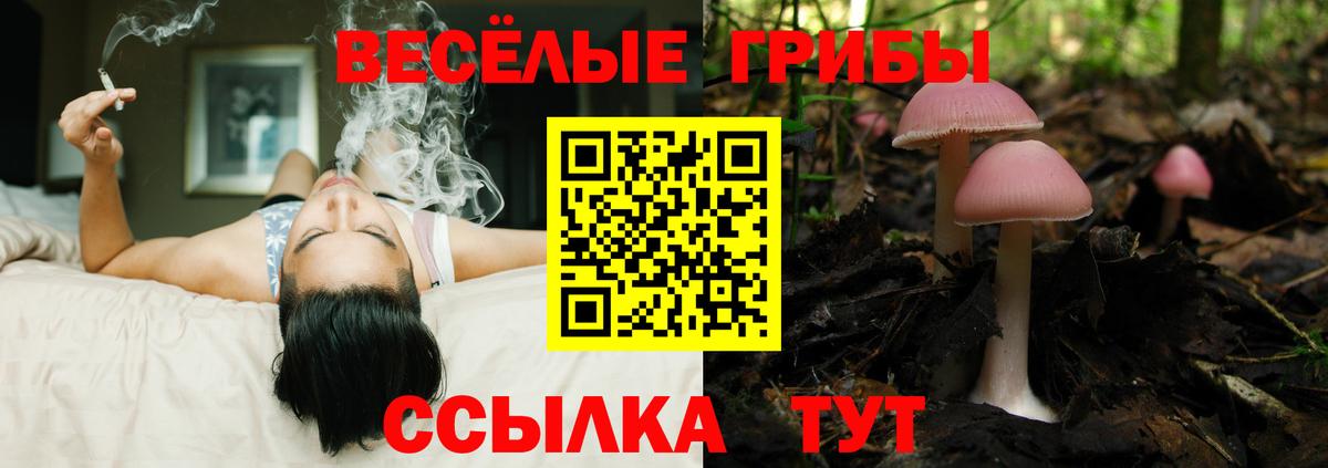 Галлюциногенные грибы Psilocybe Анжеро-Судженск
